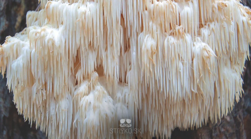 Čo je Lion's Mane, levia hriva, hericium, definicia a foto huby